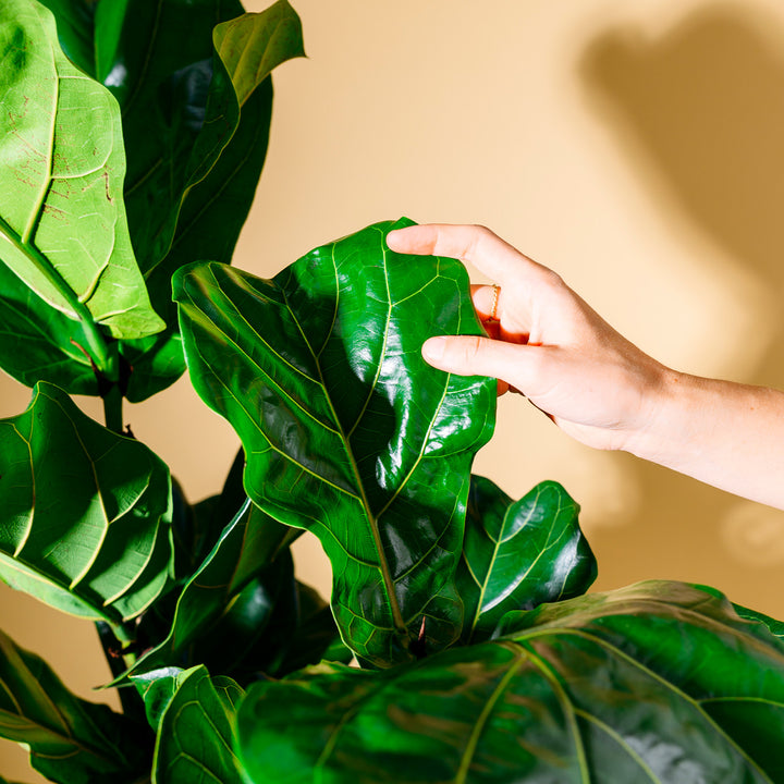 Blätter von Ficus lyrata