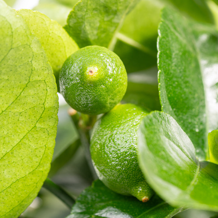 Blätter und Früchte einer Persischen Limette XXL-Größe