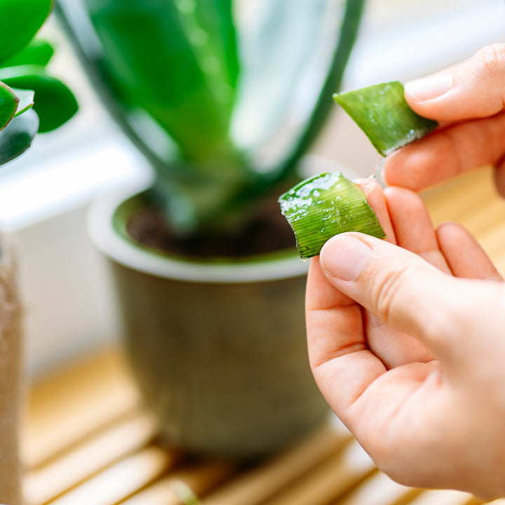 Aloe vera (Echte Aloe) kaufen