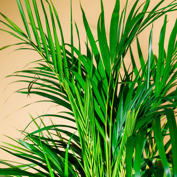 Goldfruchtpalme (Dypsis lutescens) kaufen