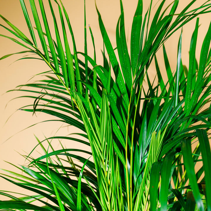 goldfruchtpalme preis Goldfruchtpalme (Dypsis lutescens) kaufen
