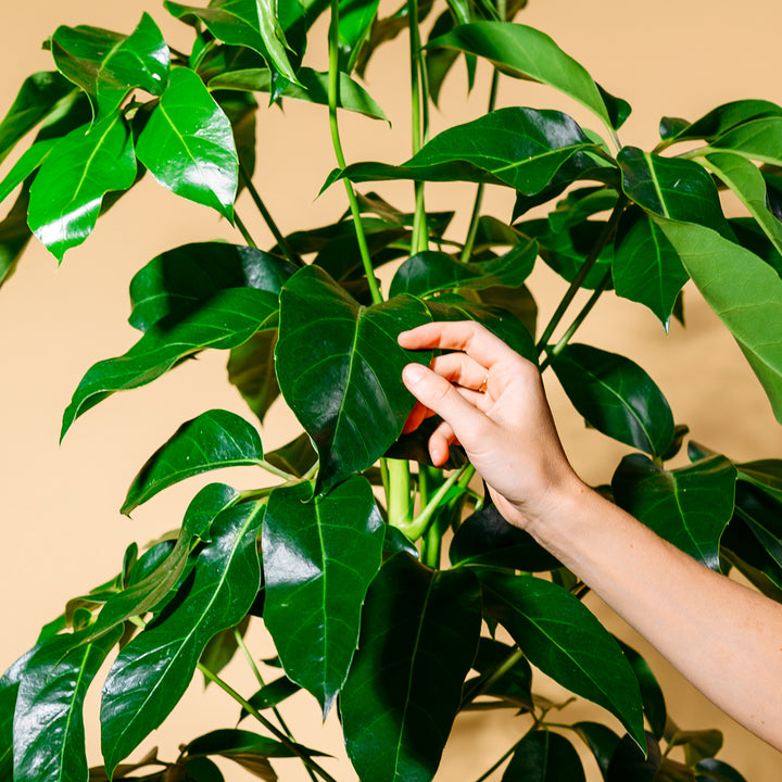 Blätter der großen Schefflera abricola 'Amate'