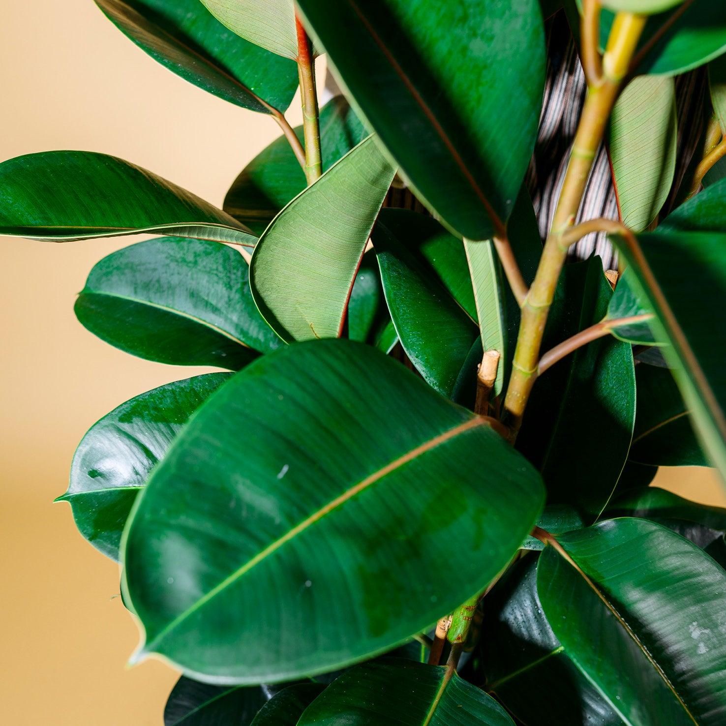 Ficus Elastica Robusta - Gummibaum Im 17cm Topf Von Exotenherz