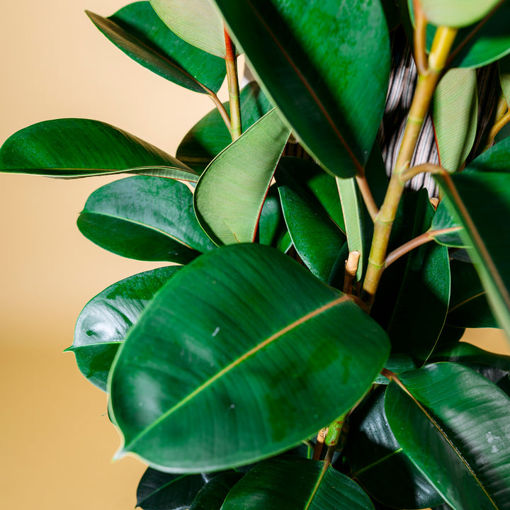 Blätter des Gummibaum 'Robusta'