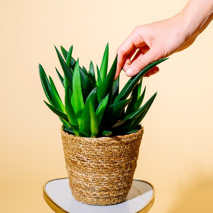 Blätter der Haworthia 'West Jogoo' mit Hand