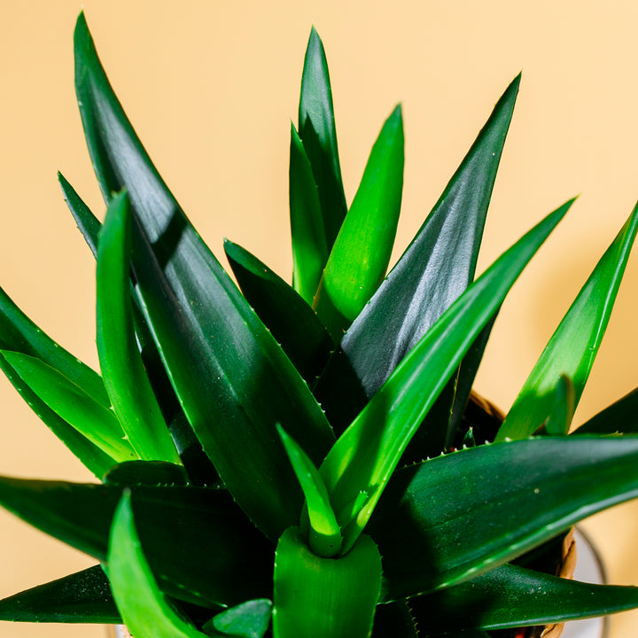 Blätter der Haworthia 'West Jogoo'