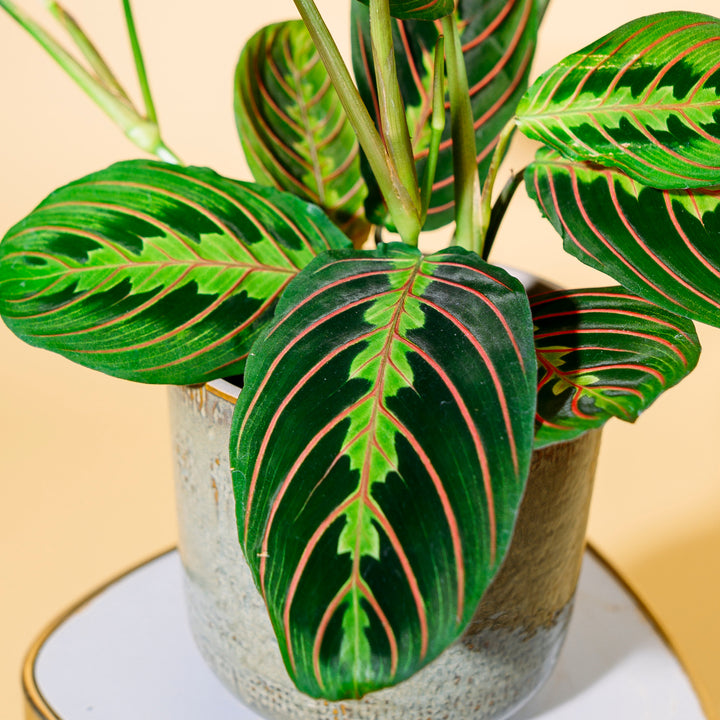 Blätter der Maranta leuconeura 'Fascinator Tricolor'