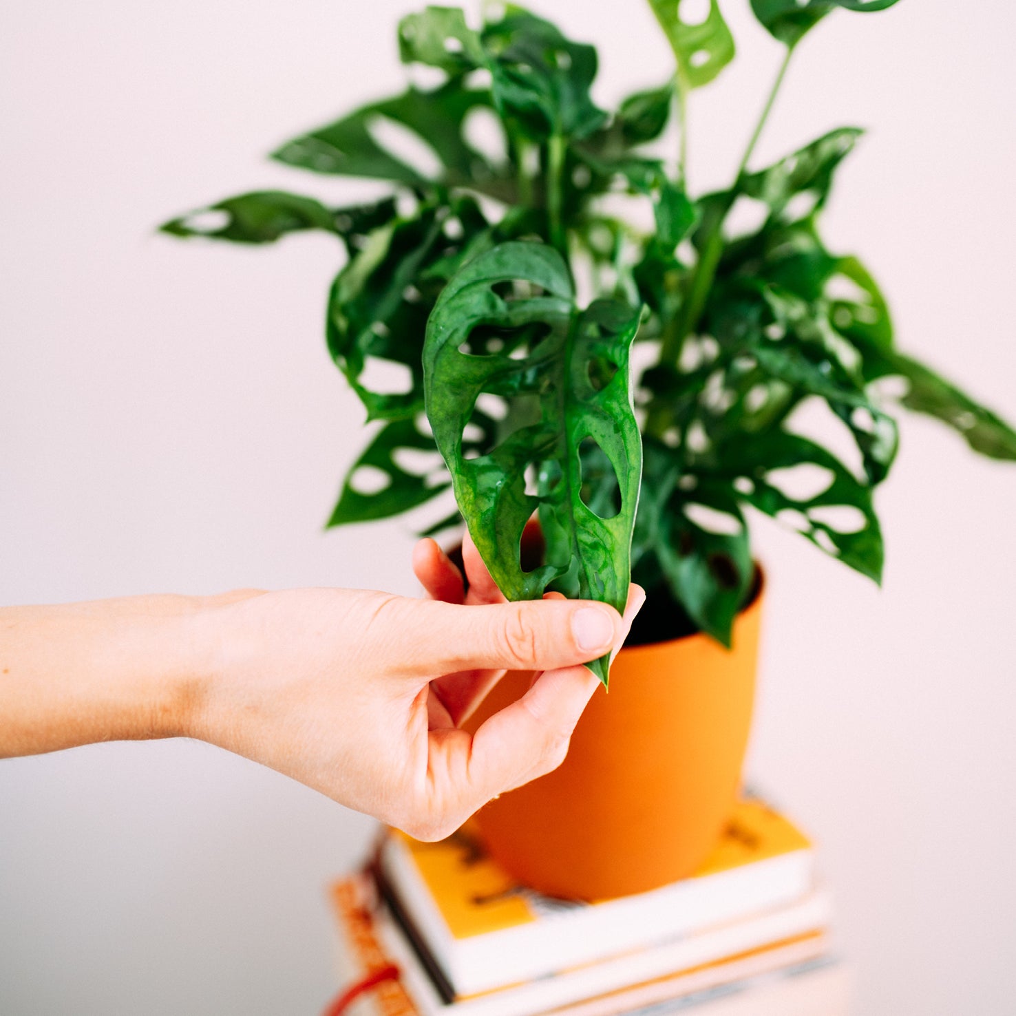monstera monkey leaf kaufen Monstera Monkey Leaf kaufen