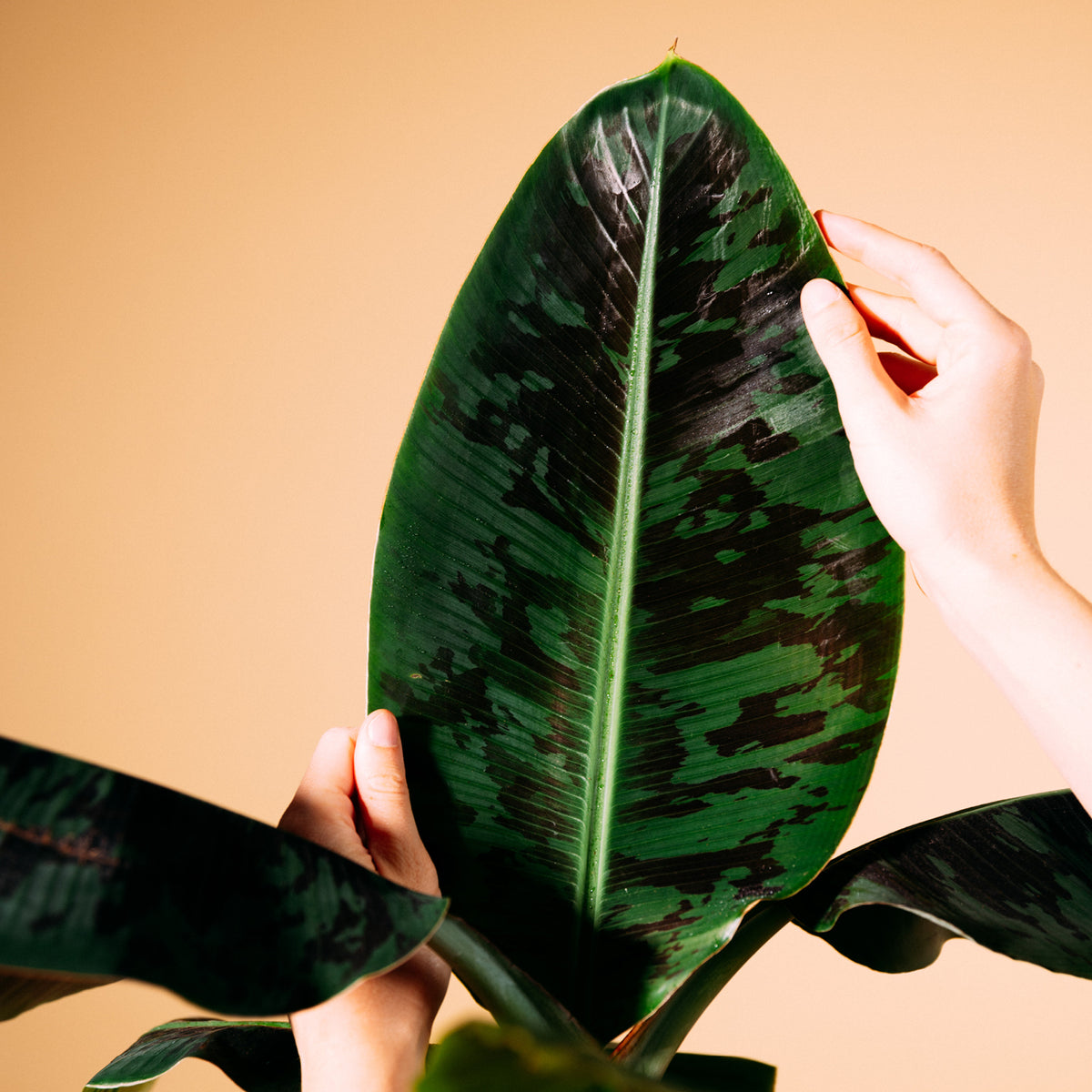 Blätter von Musa acuminata 'Dwarf Cavendish'