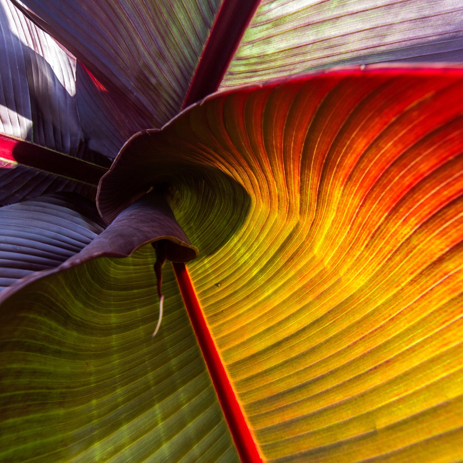 Blätter der Musa ensete 'Maurelli'