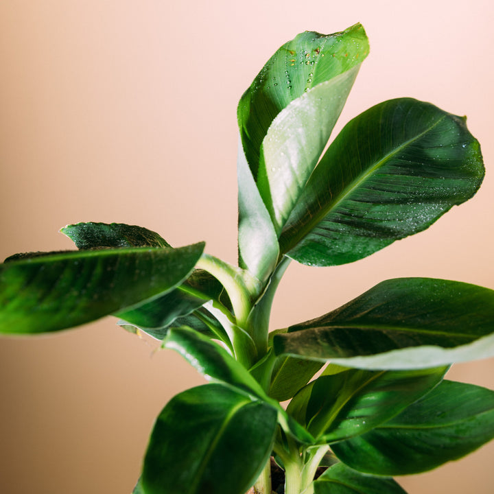 Blätter der Musa tropicana