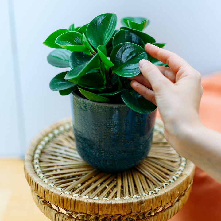 Blätter der Peperomia obtusifolia  'Greengold'