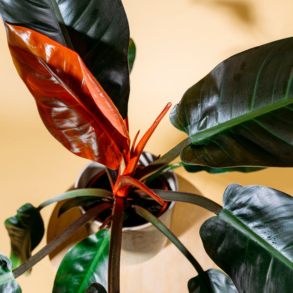 Blätter des Philodendron 'Imperial Red'
