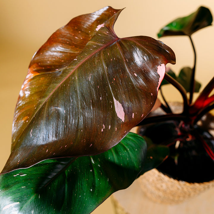 Blätter des Philodendron 'Pink Princess'