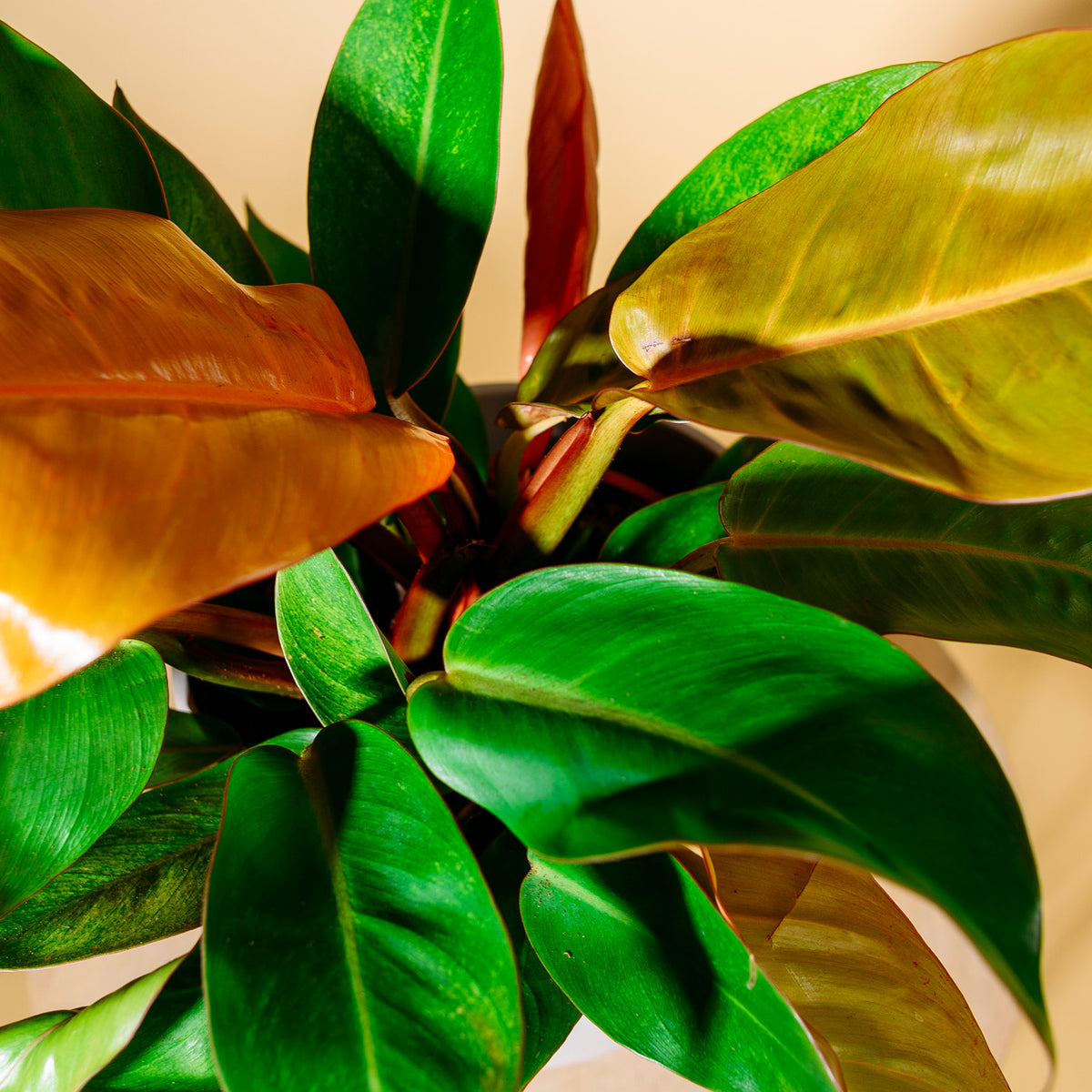 Blätter des Philodendron 'Prince of Orange'
