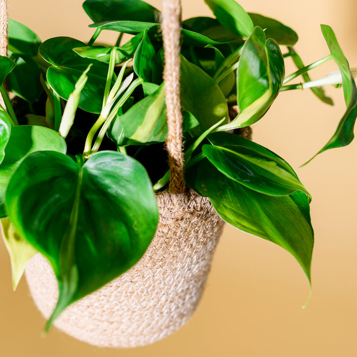 Blätter des Philodendron scandens 'Brasil'
