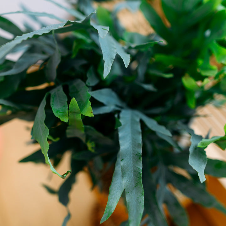 Blätter der Phlebodium aureum 'Blue Star'