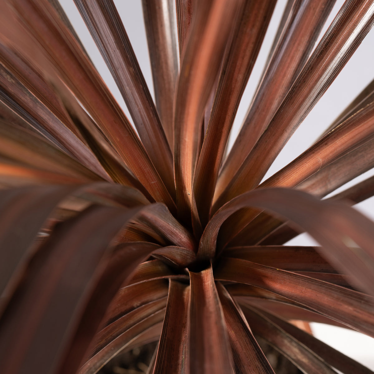 Blätter der Cordyline australis 'Red Star'