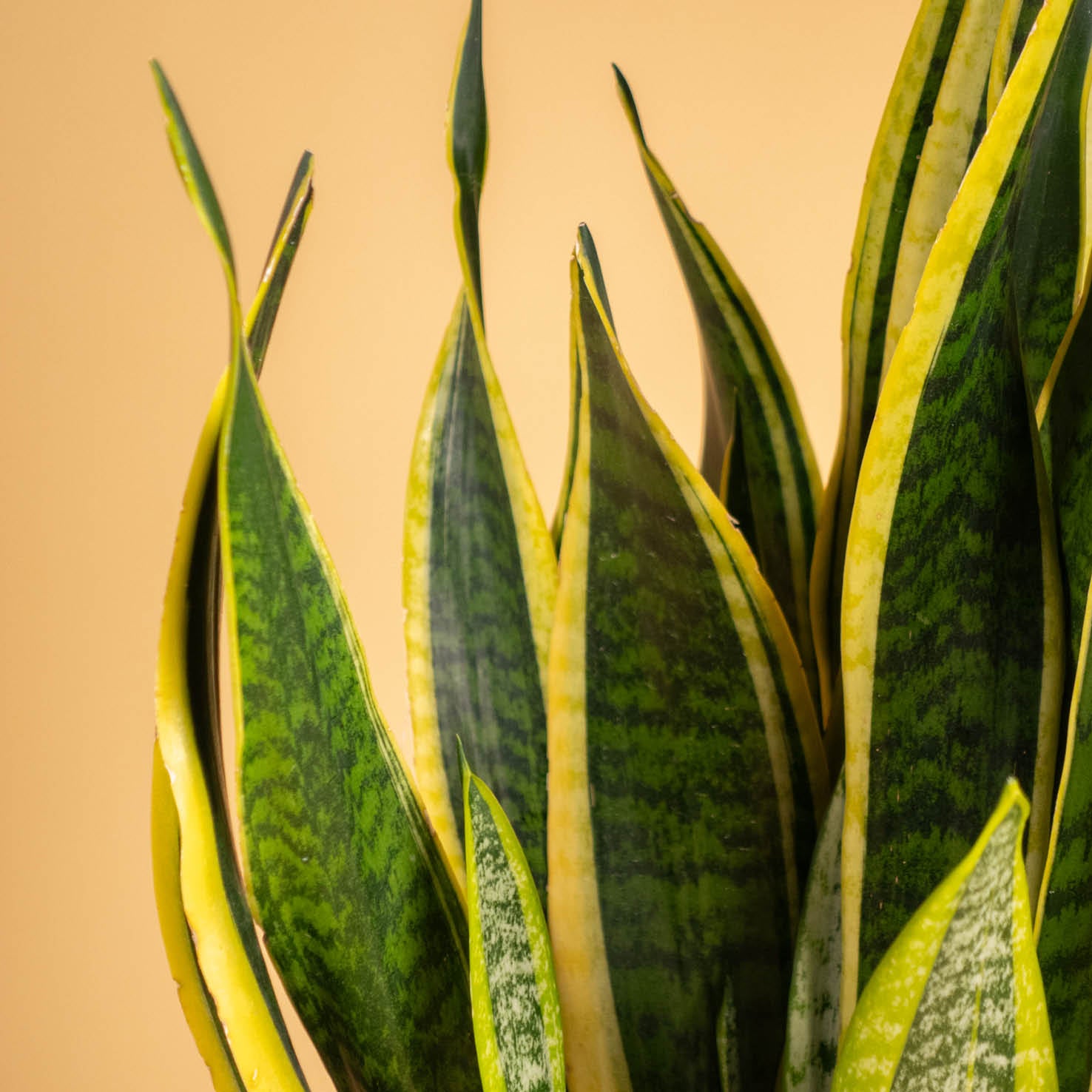 Bogenhanf 'Laurentii' XXL-Gre kaufen - Plantura Shop