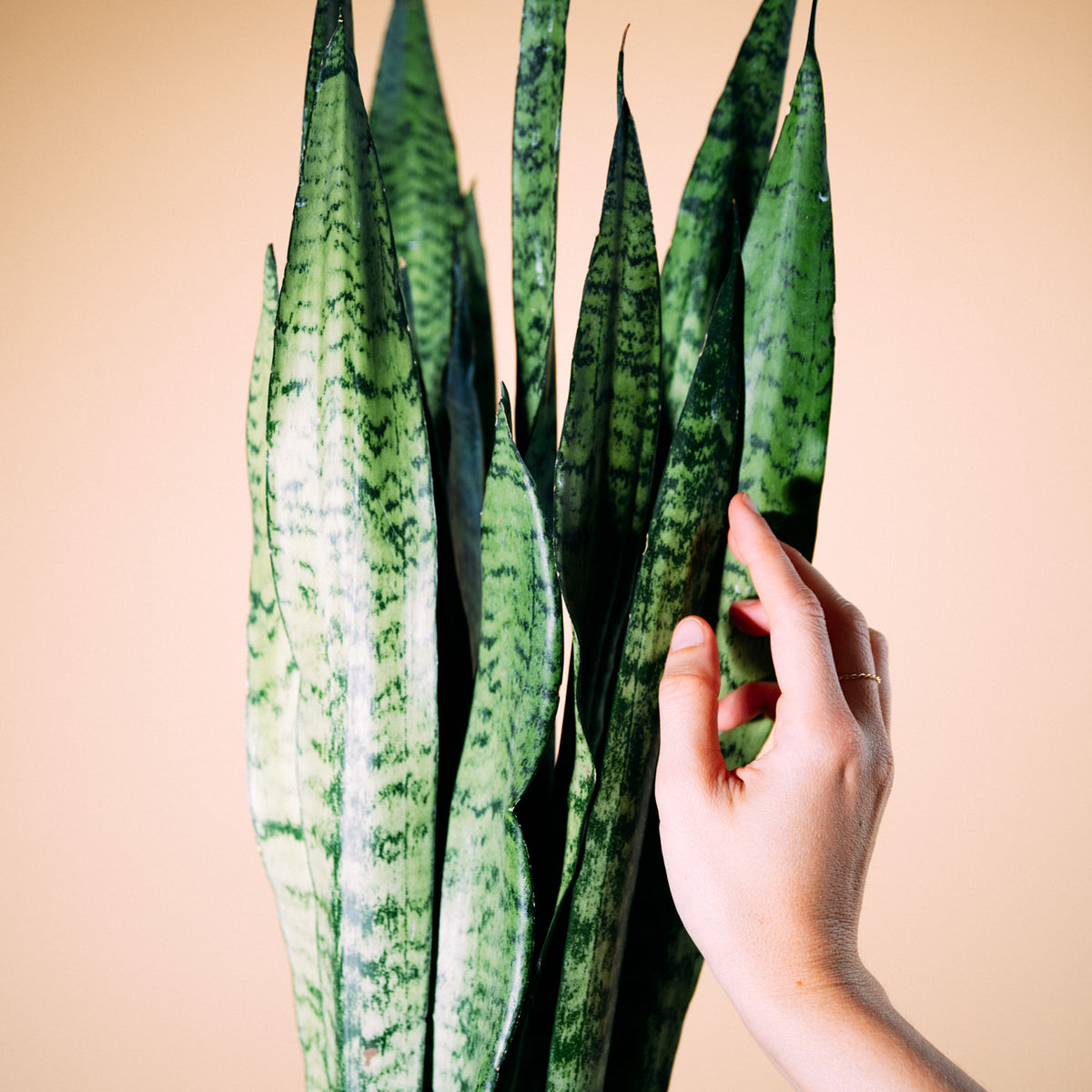 Blätter von Sansevieria zeylanica