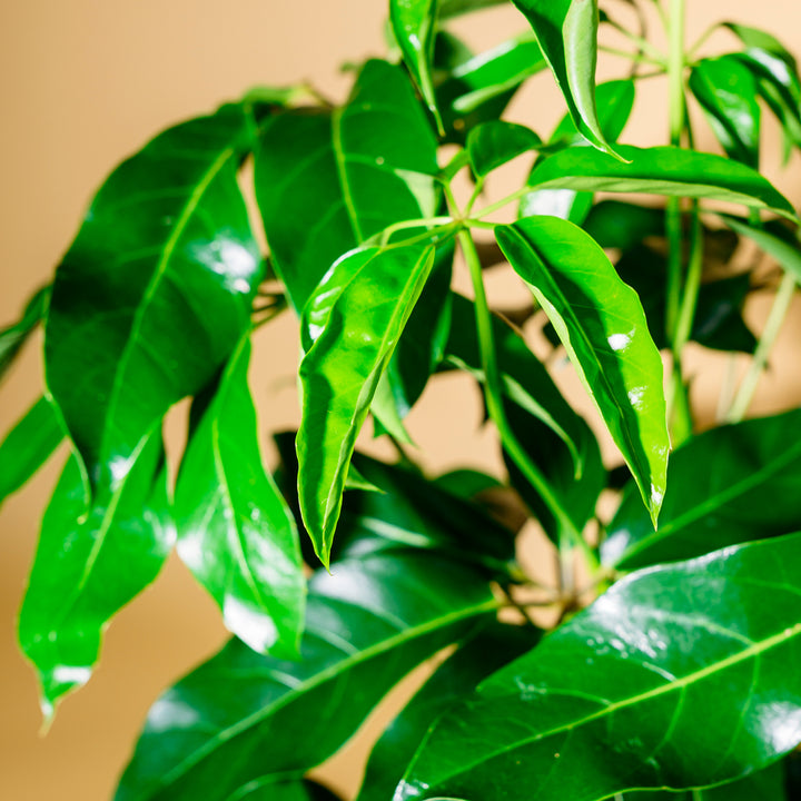 Blätter der Schefflera 'Amate' XXL