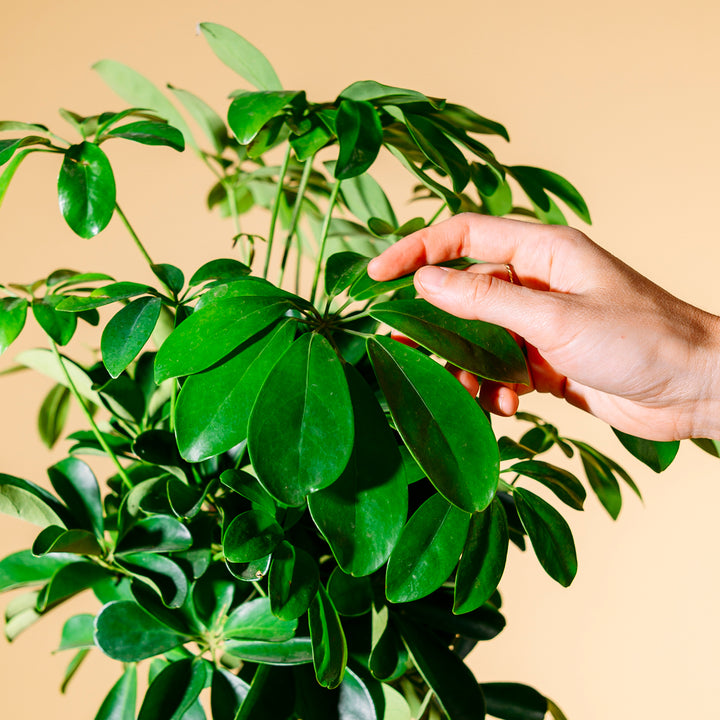 Blätter der Schefflera arboricola 'Nora'