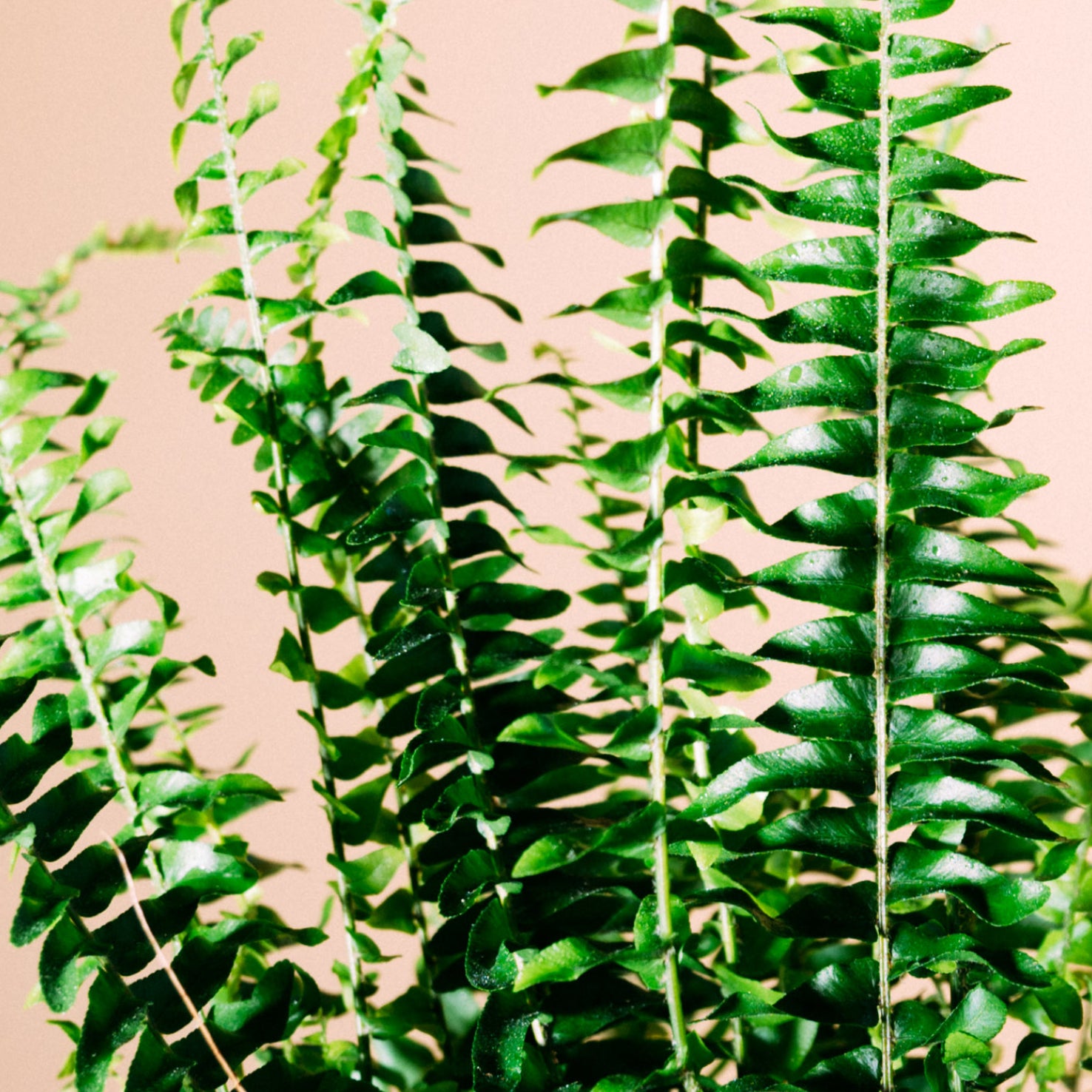 Blätter des Schwertfarns 'Green Lady'