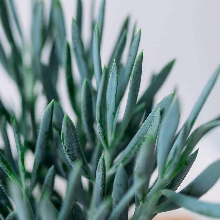 Blätter der Senecio 'Mount Everest'