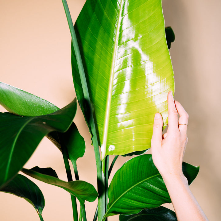 Blätter von Strelitzia nicolai
