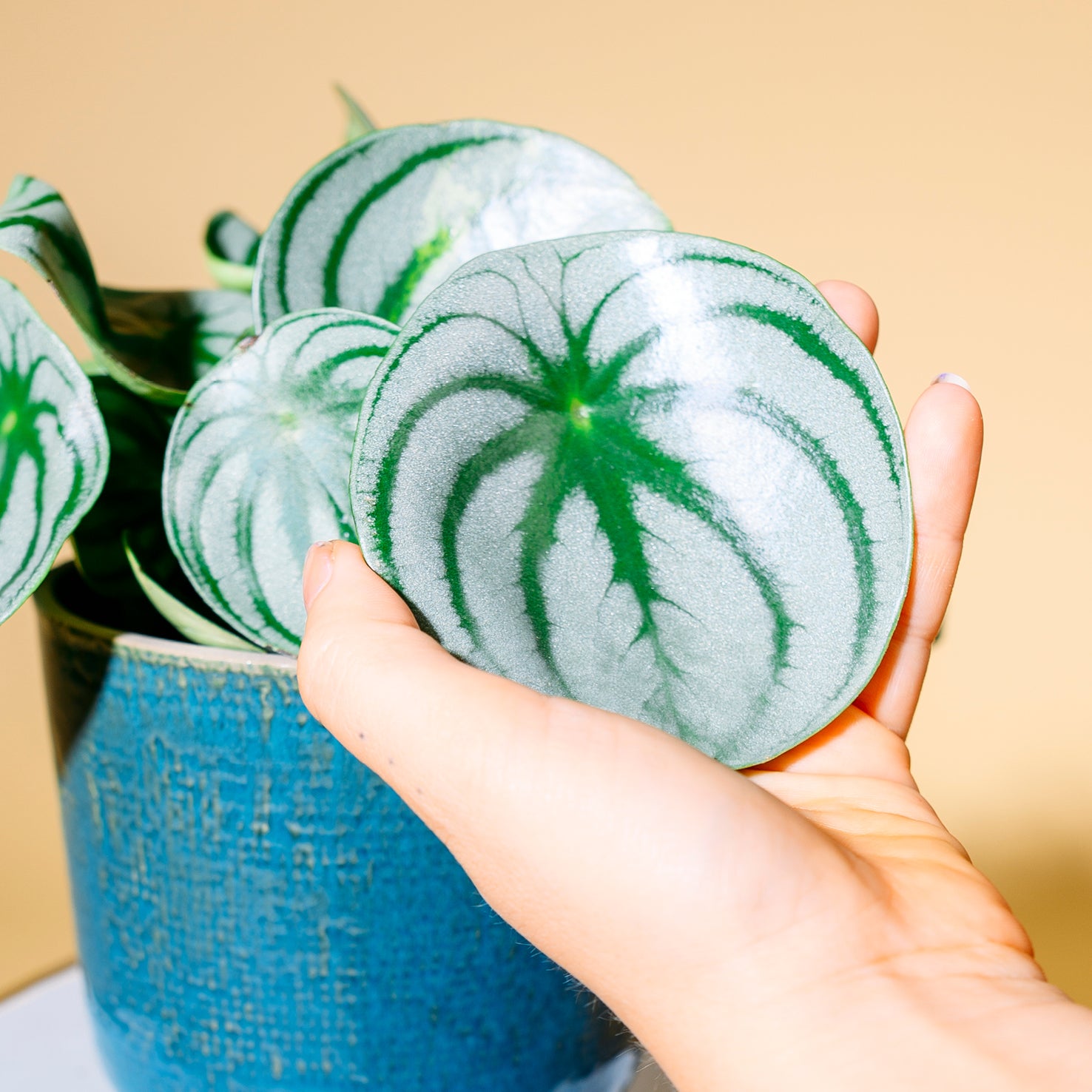 Blätter der Wassermelonen Peperomie