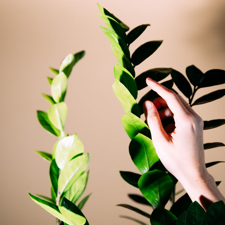 Blätter von Zamioculcas zamiifolia