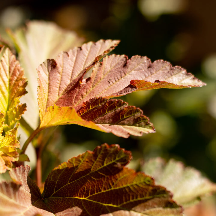 Blätter der Blasenspiere 'Amber Jubilee'®