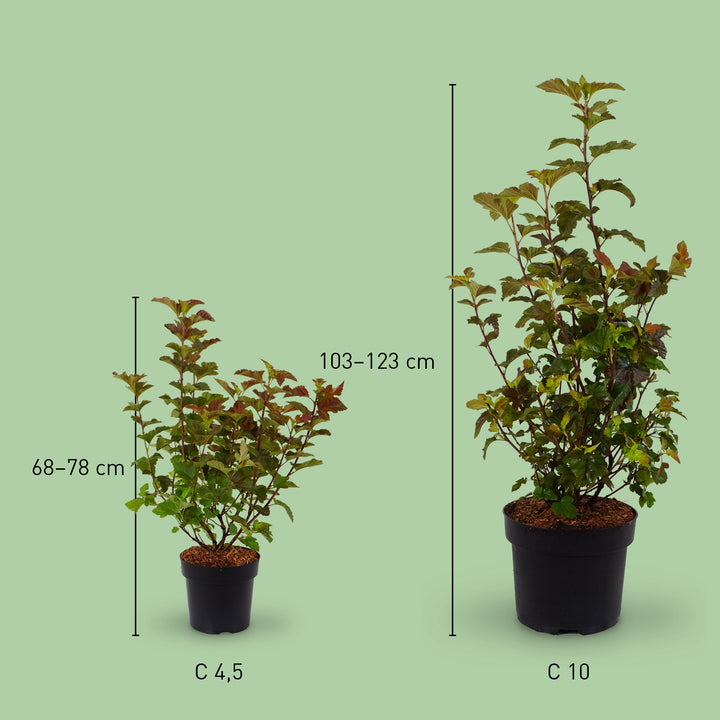 Größe der Blasenspiere 'Amber Jubilee'®
