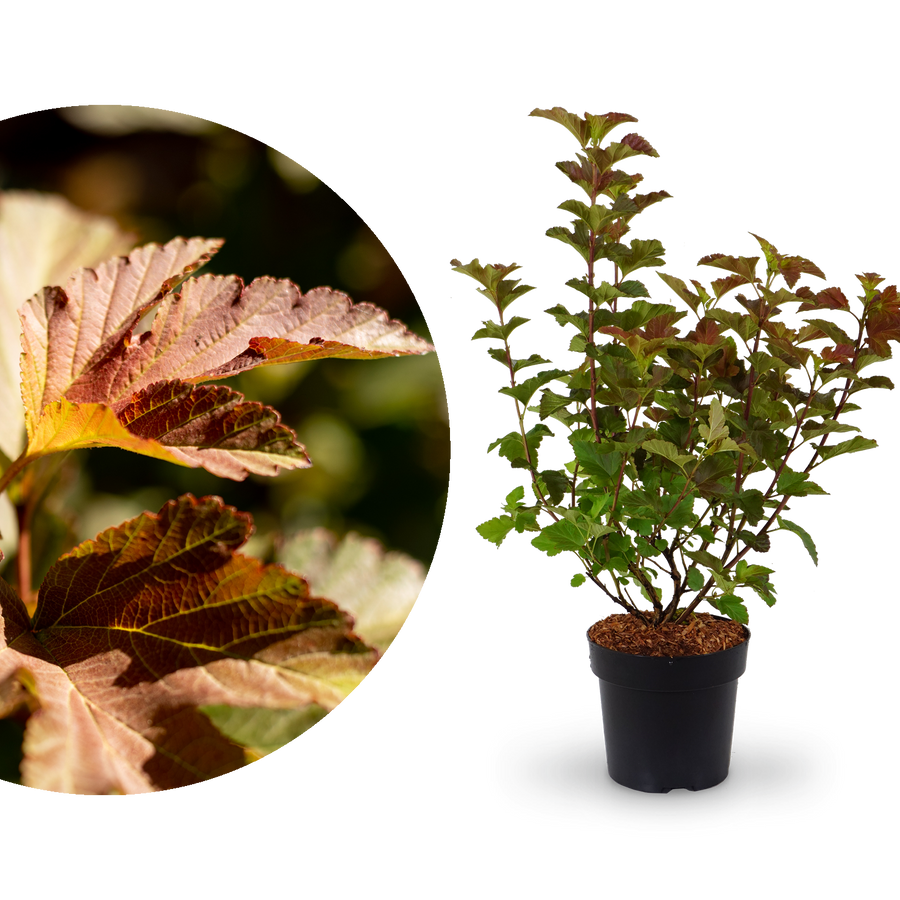 Buntblättrige Blasenspiere 'Amber Jubilee'®