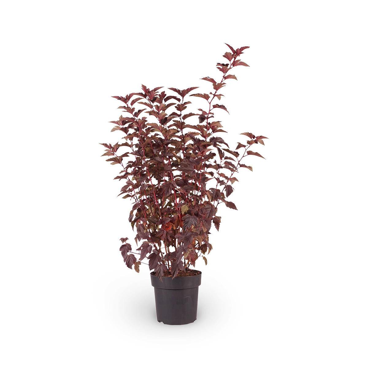 Blasenspiere 'Center Glow'®