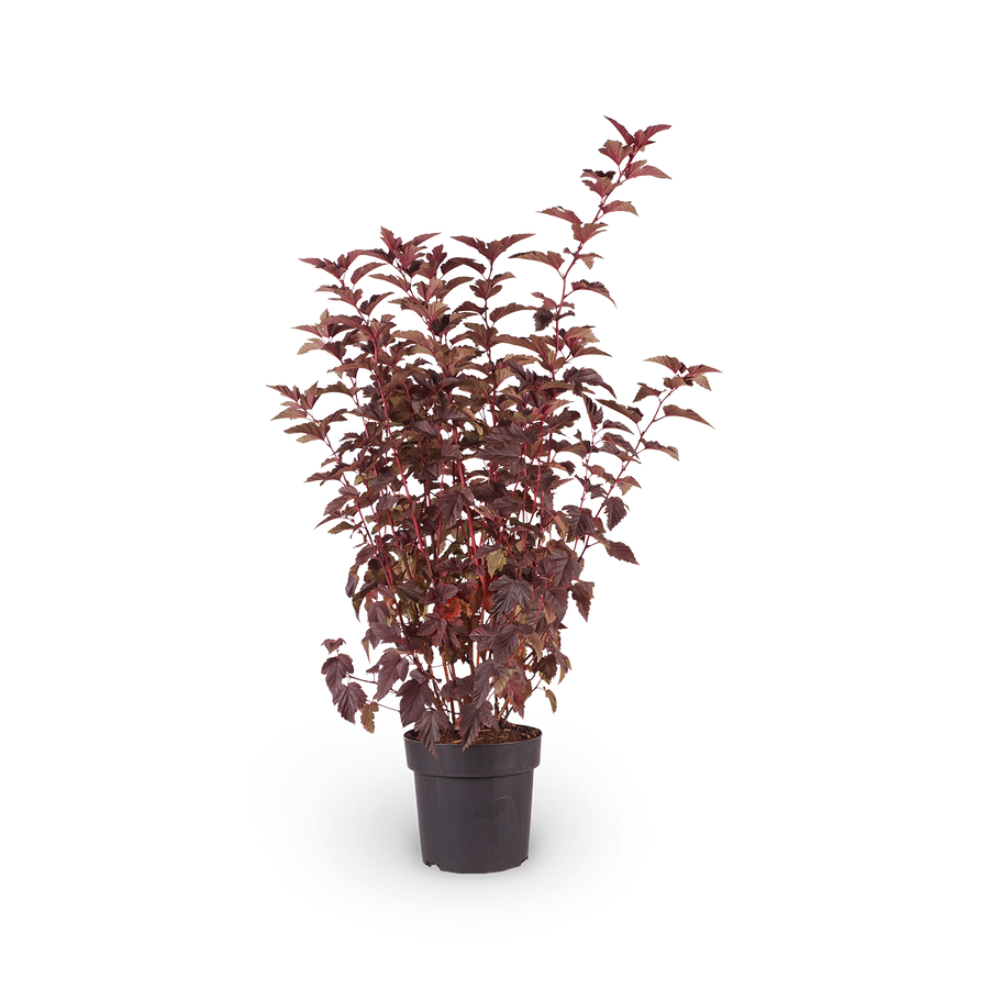 Blasenspiere 'Center Glow'®