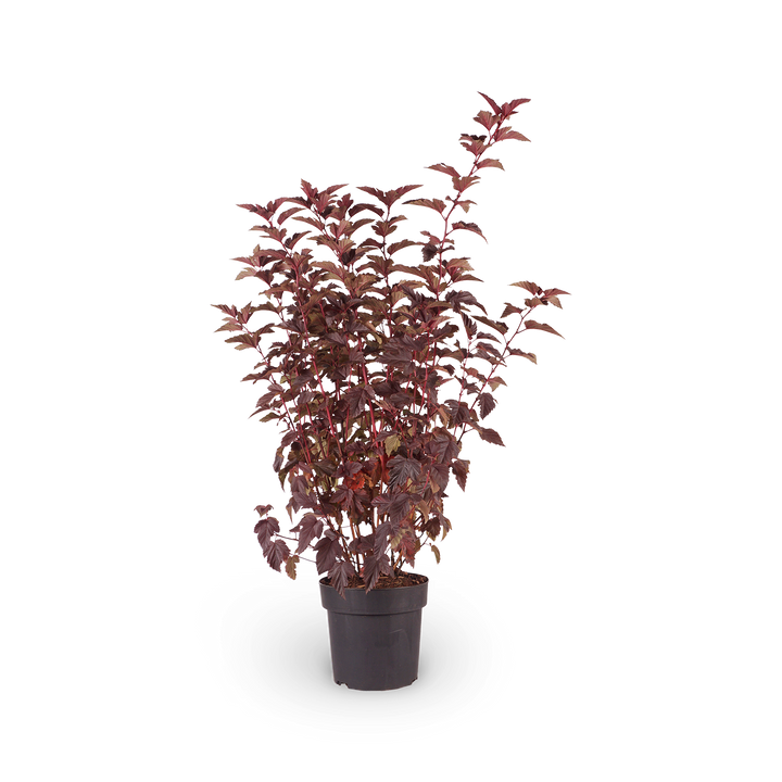 Blasenspiere 'Center Glow'®
