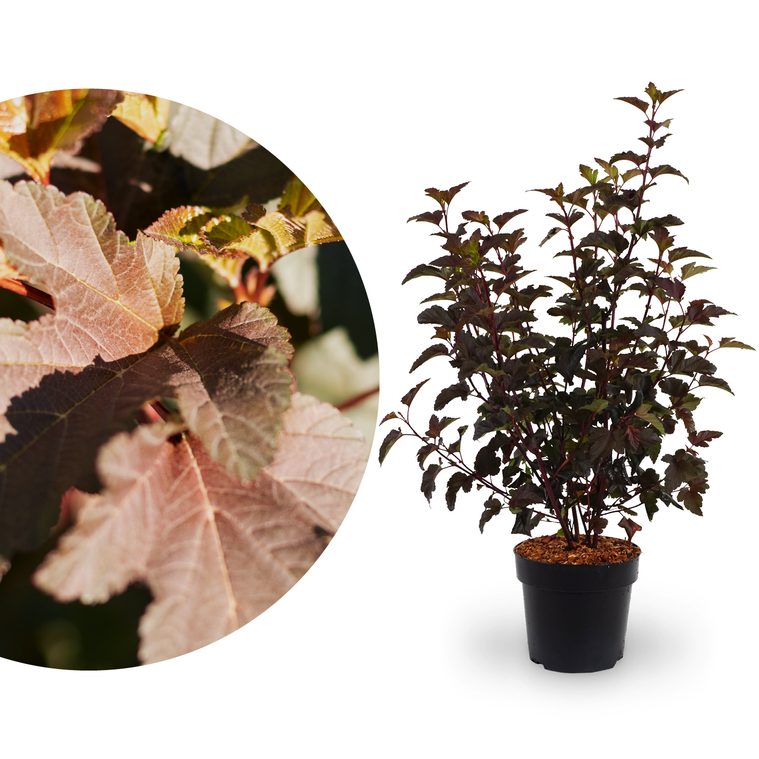 Blasenspiere 'Diabolo'