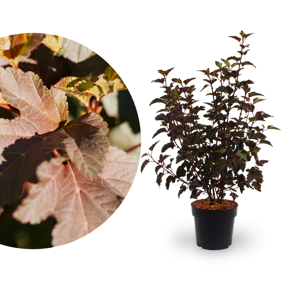 Blasenspiere 'Diabolo'