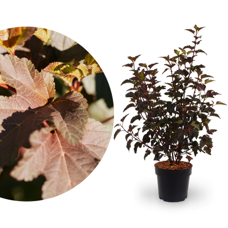 Dunkelrote Blasenspiere 'Diabolo'® kaufen