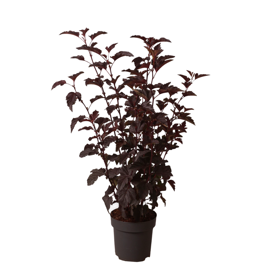 Blasenspiere 'Lady in Red' Weiß-Rosa