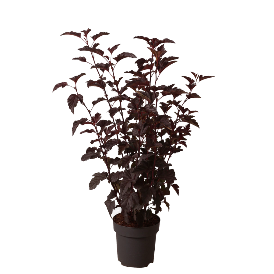 Blasenspiere 'Lady in Red' Weiß-Rosa