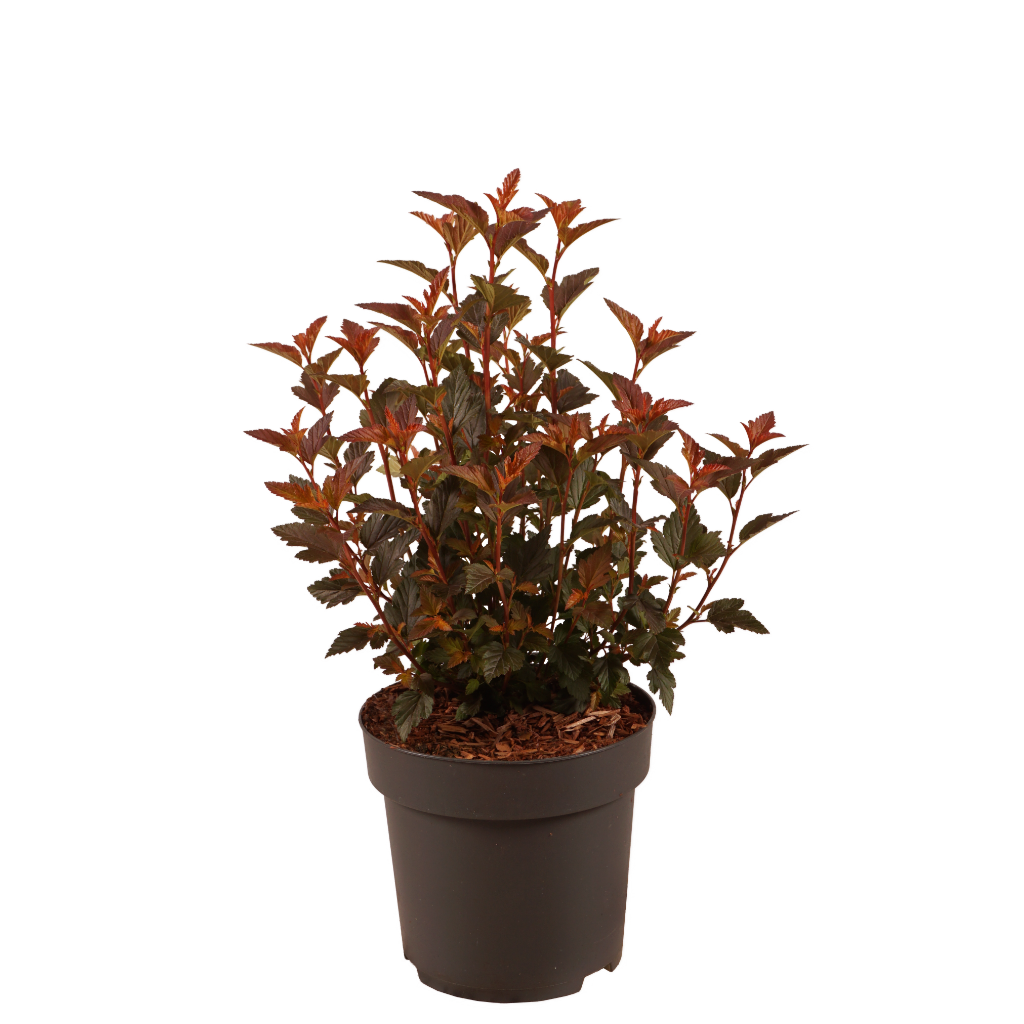 Blasenspiere 'Sweet Cherry Tea' Weiß-Rosa