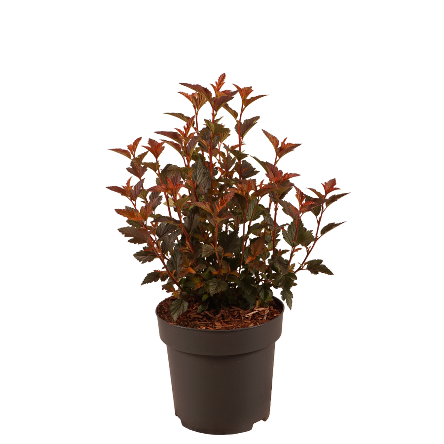 Blasenspiere 'Sweet Cherry Tea' Weiß-Rosa