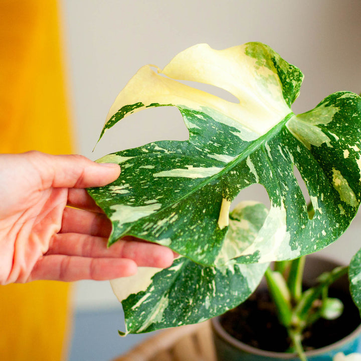 Großes Blatt der panaschierten Monstera deliciosa 'Thai Constellation'