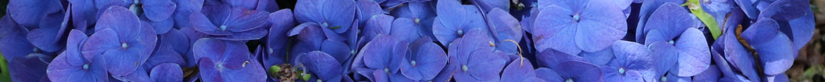 Blau blühende Kübelpflanzen