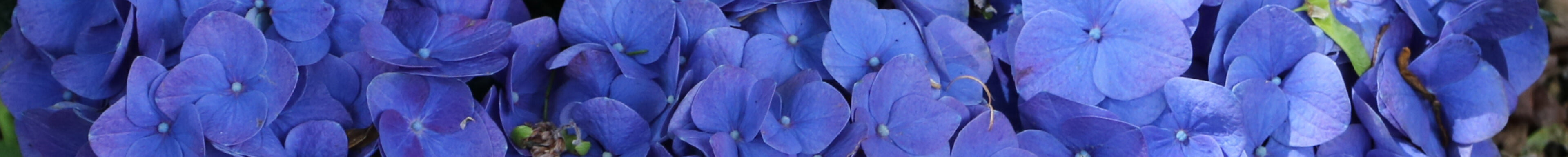 Blau blühende Kübelpflanzen