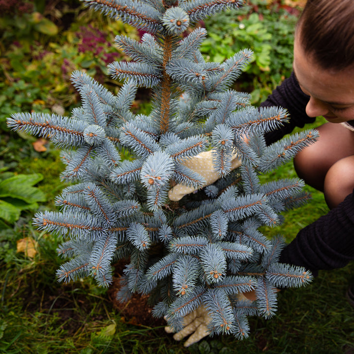 Blau-Fichte 'Oldenburg' im Garten