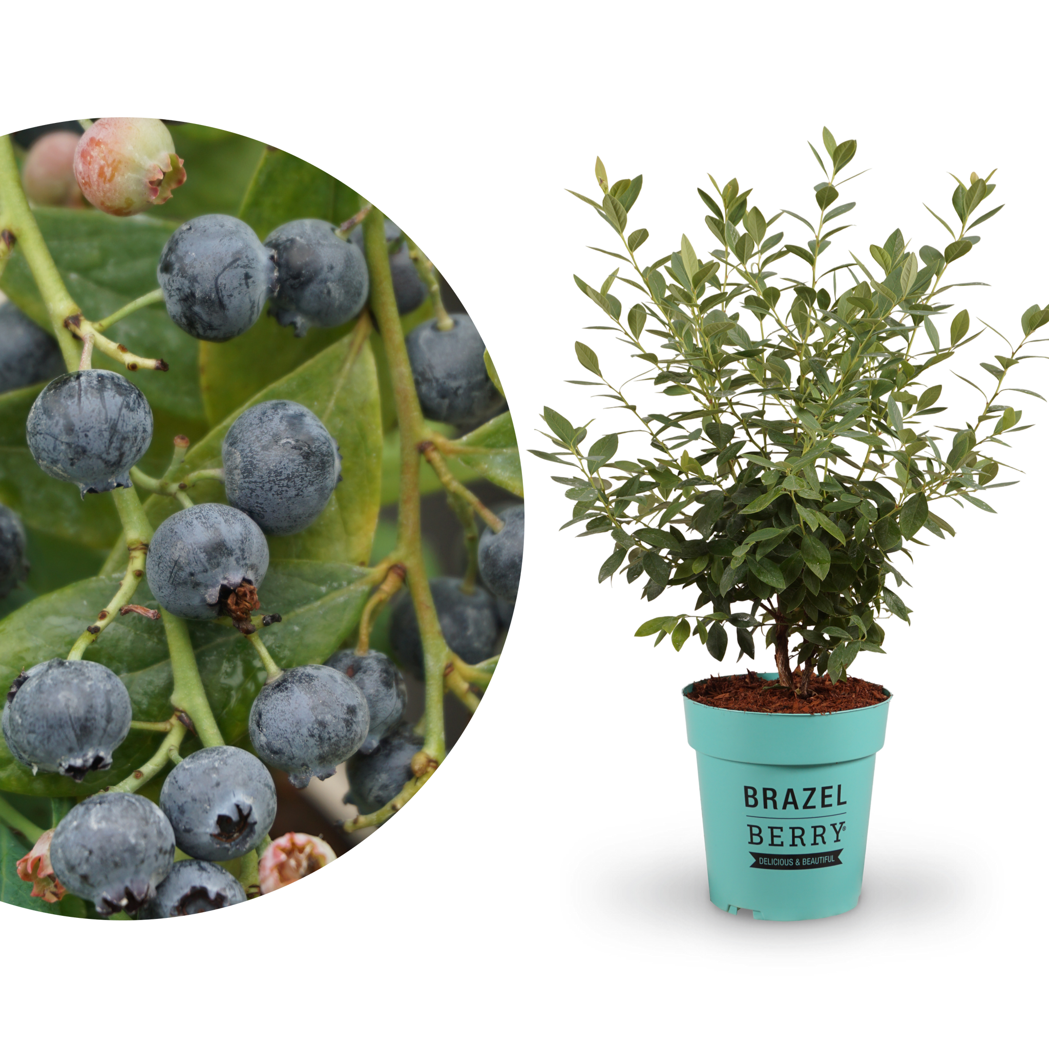 Blaubeere Brazelberry® 'Berry Bonanza'
