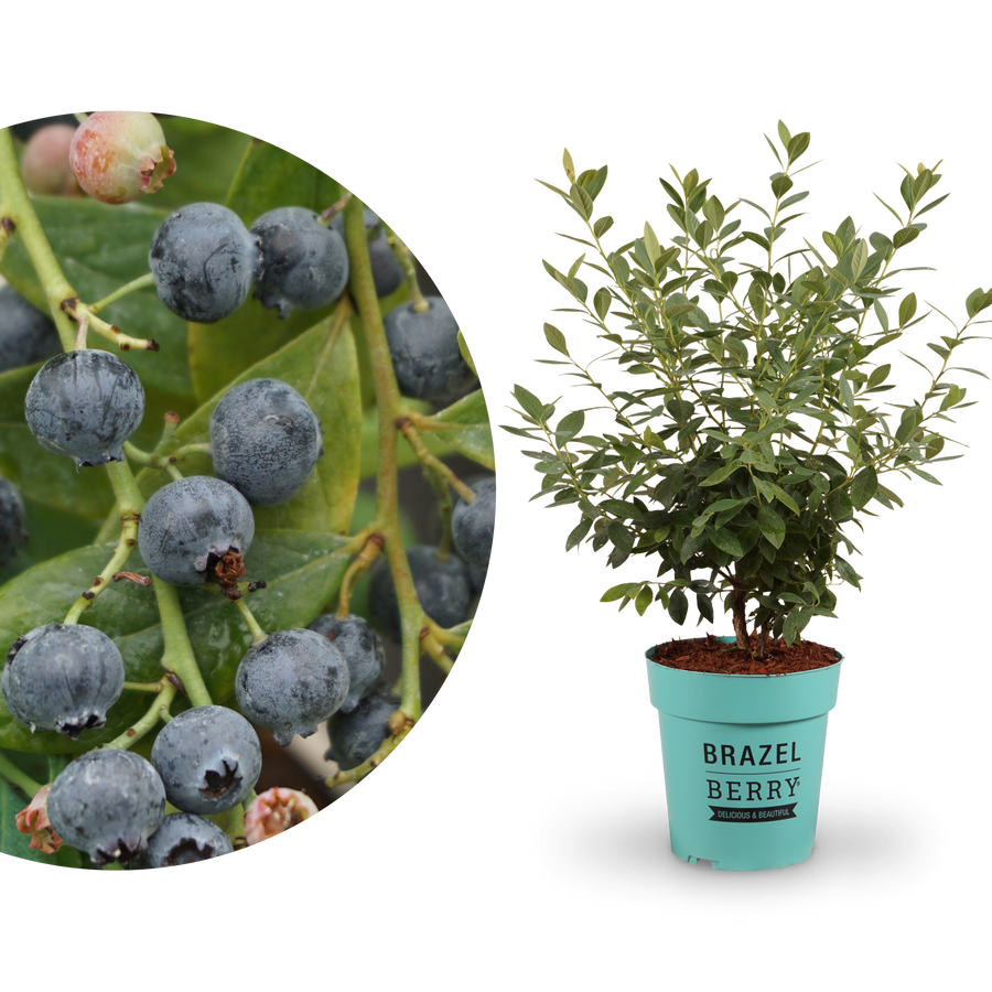 Blaubeere Brazelberry® 'Berry Bonanza'